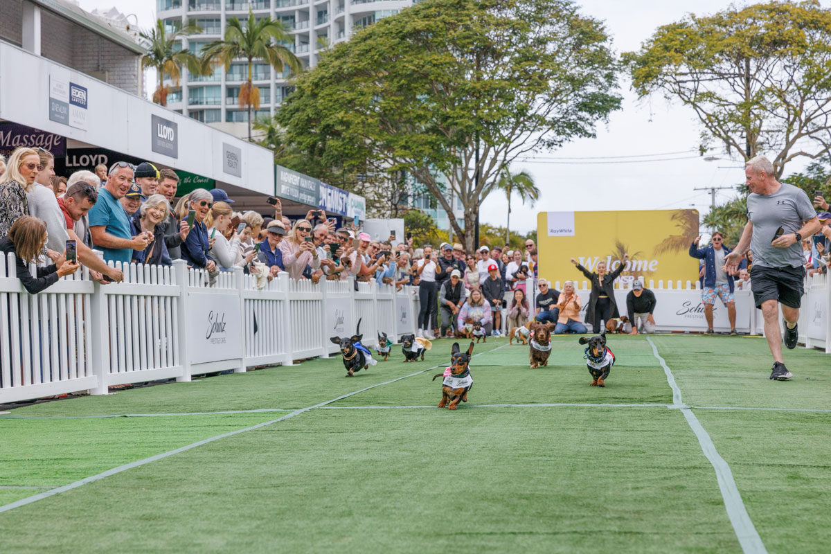 Dachshund Dash, Main Beach’s Next Top Dogel (image supplied)