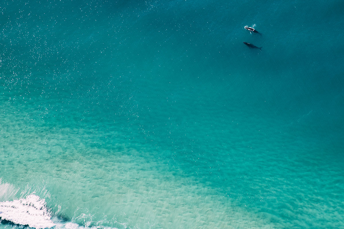 Whales close to shore (image supplied by Destination Gold Coast)