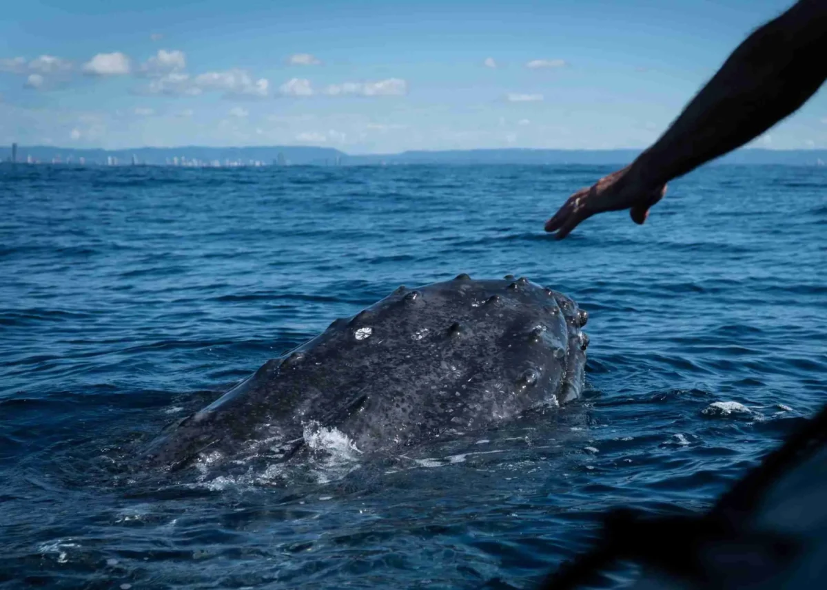 Gold Coast Whale Watch (image supplied)