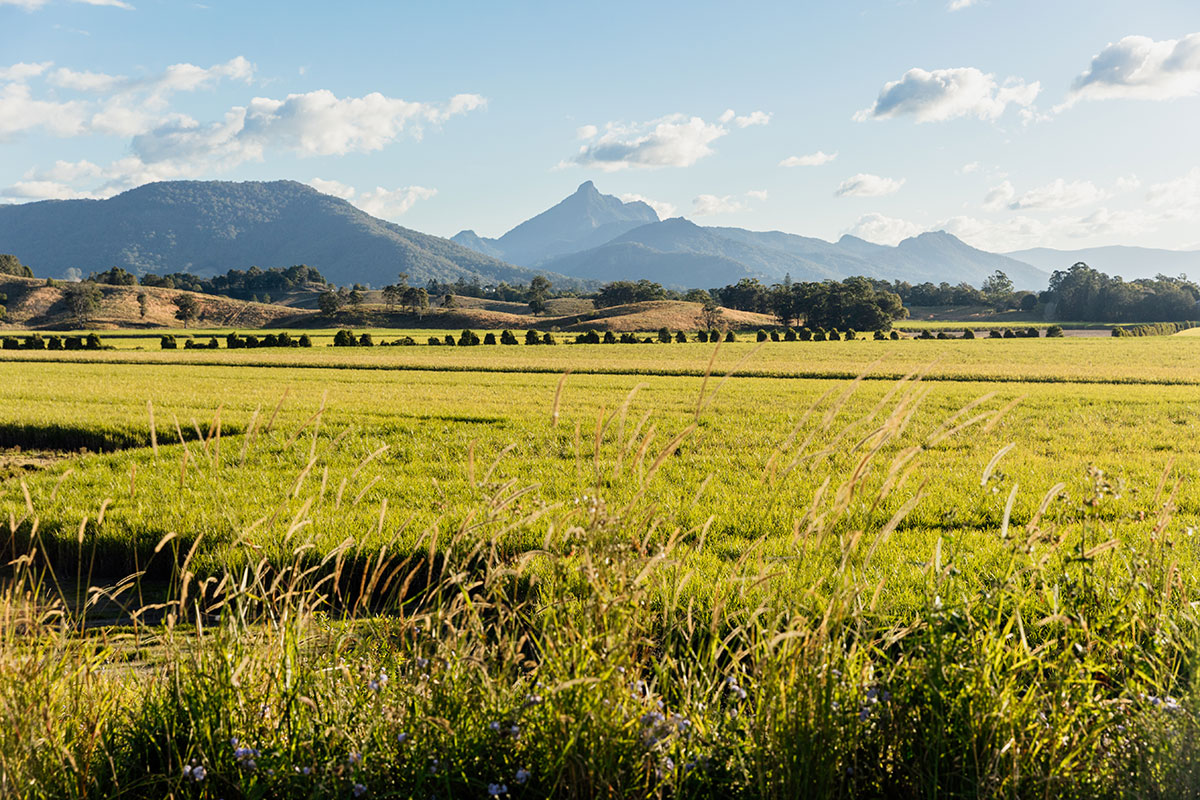 Views from Ventura Brewing, Murwillumbah (Image: © 2024 Inside Gold Coast)