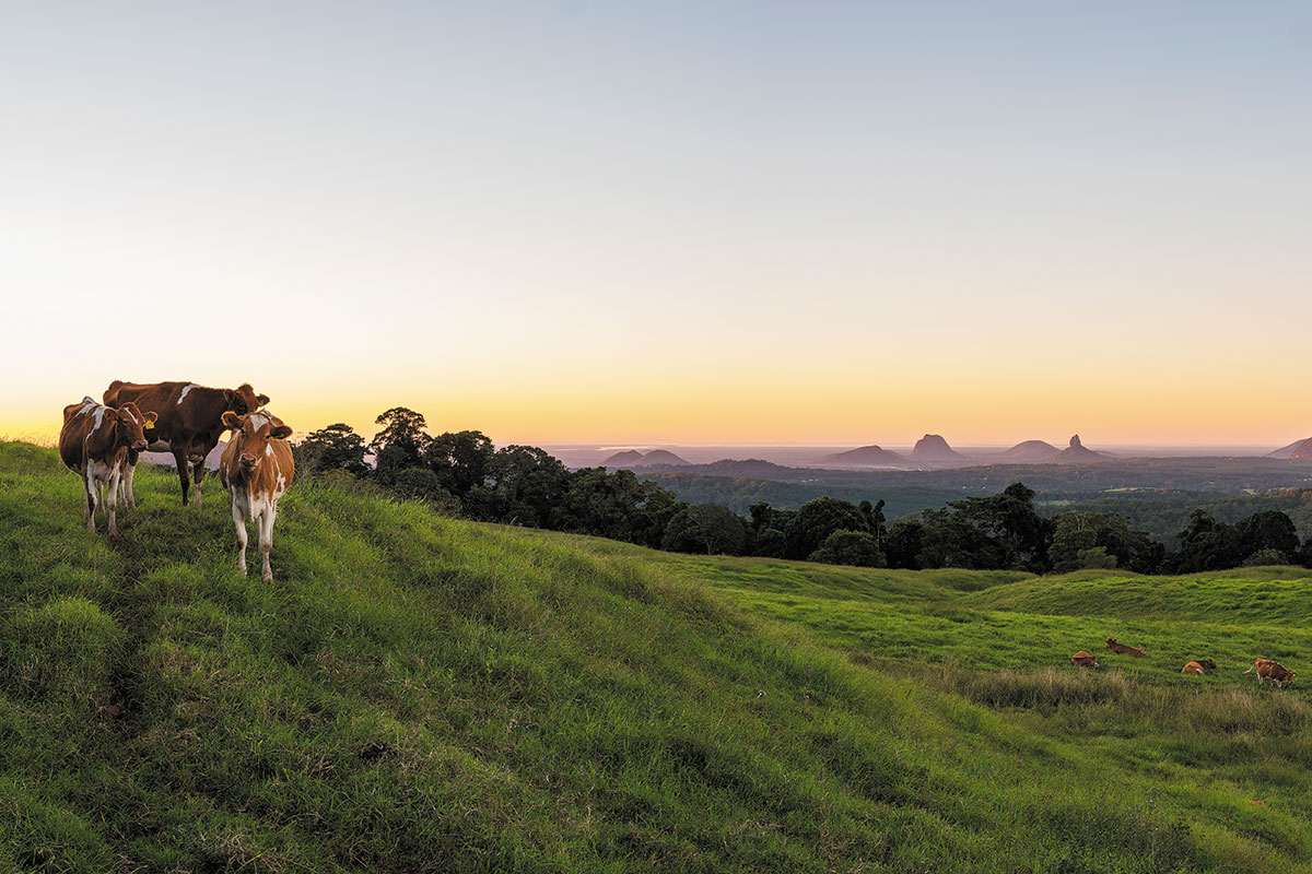 Maleny Dairies (image supplied)