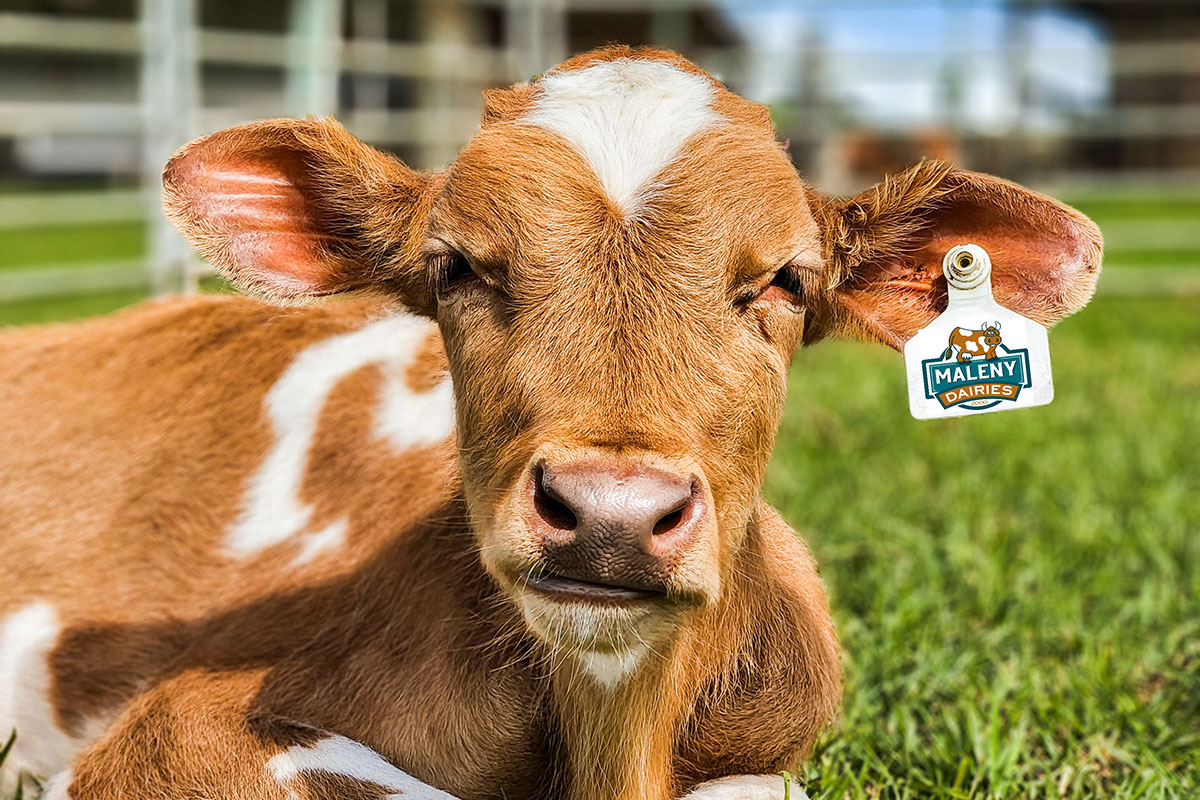 Maleny Dairies (image supplied)